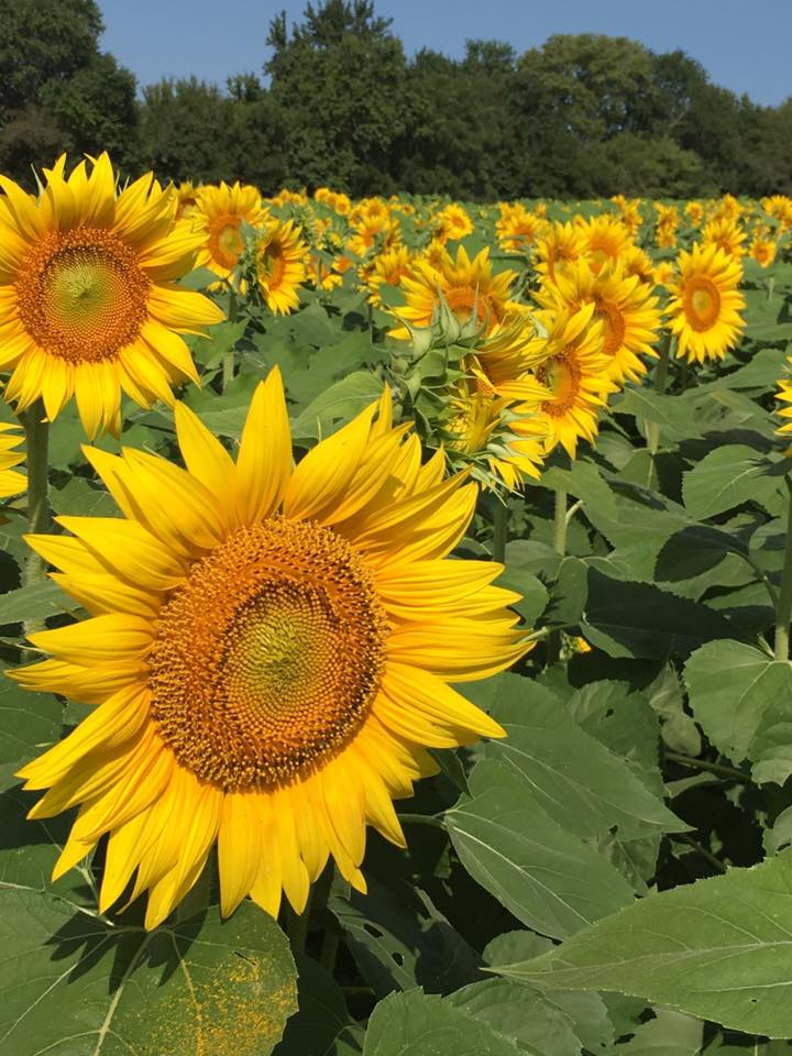 Sunflowers