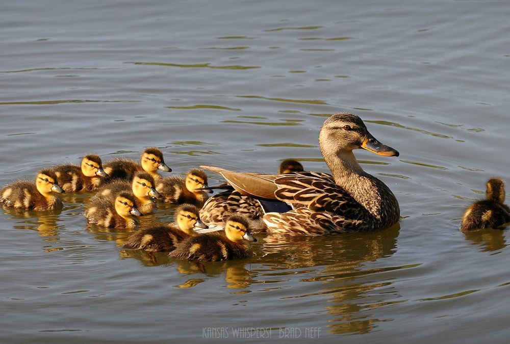 duck-and-her-babies-kansas-911-coordinating-council
