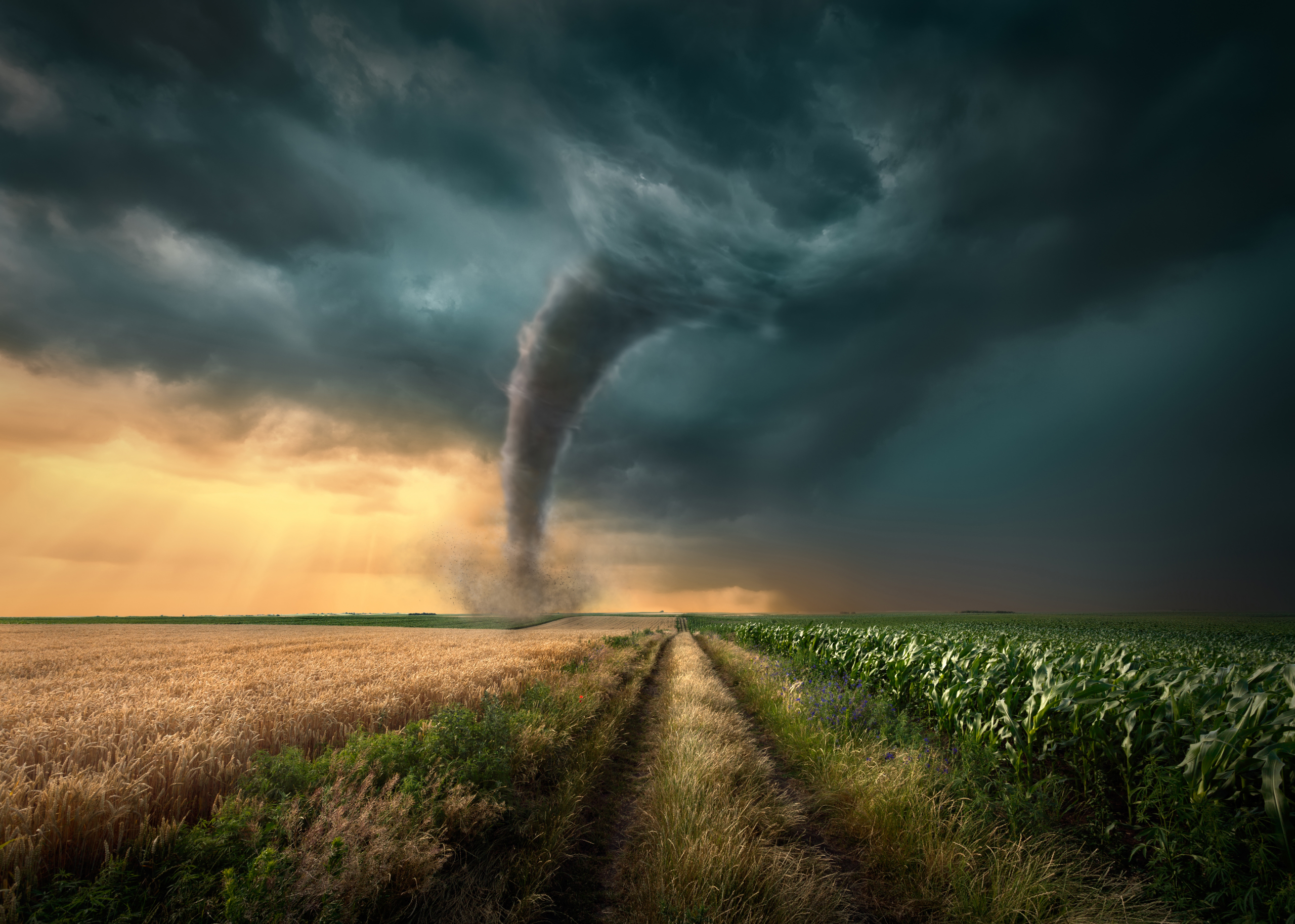 Driving on straight dirt road towards the ominous tornado storm through the cultivated fields of wheat and corn crops.